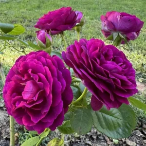 Grandiflora Rose Live Plant Twilight Zone - Deep Velvet Purple, Fragrant, 5-8 Inch Tall - Image 7