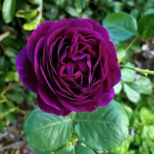 Grandiflora Rose Live Plant Twilight Zone - Deep Velvet Purple, Fragrant, 5-8 Inch Tall - Image 8