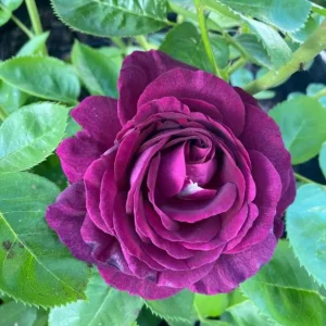 Grandiflora Rose Live Plant Twilight Zone - Deep Velvet Purple, Fragrant, 5-8 Inch Tall - Image 9