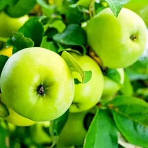 Granny Smith Apple Tree Live Plant 4-5 Ft Tall - Green Apple Fruit Tree - Image 2