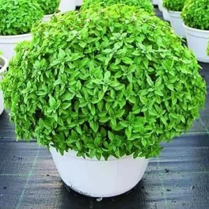 Greek Basil Live Plant - 6 Pack, 4-7 Inches Tall - Culinary Herb for Indoor/Outdoor Garden - Image 3