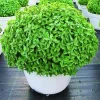 Greek Basil Live Plant - 6 Pack, 4-7 Inches Tall - Culinary Herb for Indoor/Outdoor Garden - Image 1