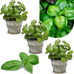 Greek Basil Live Plant Seedlings - 3-Pack, 4-7 Inches Tall, Culinary Herb for Indoor/Outdoor Garden - Image 1