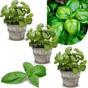 Greek Basil Live Plant Seedlings - 3-Pack, 4-7 Inches Tall, Culinary Herb for Indoor/Outdoor Garden - Image 7
