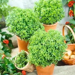 Greek Basil Live Plant - Set of 3, 4-7 Inches Tall - Sweet Culinary Herb - Image 3