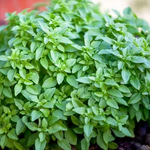 Greek Basil Live Plants – 3-Pack, 4-7 Inches Tall, Sweet Culinary Herb - Image 2