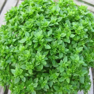 Greek Basil Live Plants – 3-Pack, 4-7 Inches Tall, Sweet Culinary Herb - Image 3