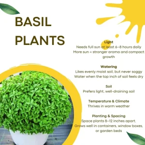 Greek Basil Live Plants – 3-Pack, 4-7 Inches Tall, Sweet Culinary Herb - Image 5