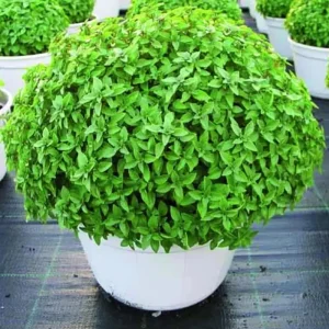 Greek Basil Live Plants – 3-Pack, 4-7 Inches Tall, Sweet Culinary Herb - Image 8