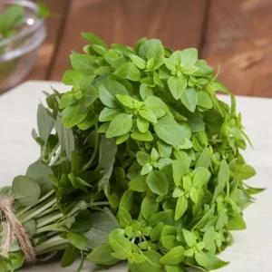 Greek Basil Live Plants – 3-Pack, 4-7 Inches Tall, Sweet Culinary Herb - Image 9