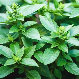 Greek Basil Live Plants, 6-Pack, 4-7 Inches Tall – Culinary Herb for Indoor/Outdoor - Image 6