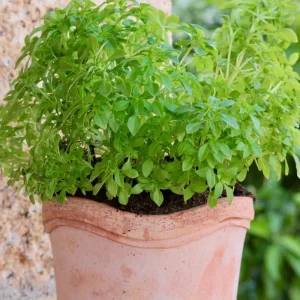 Greek Basil Live Plants, 6-Pack, 4-7 Inches Tall – Culinary Herb for Indoor/Outdoor - Image 8