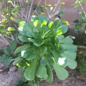 Green Aeonium Cuttings - Bulk Live Succulent Plants for Garden & Home - Image 2