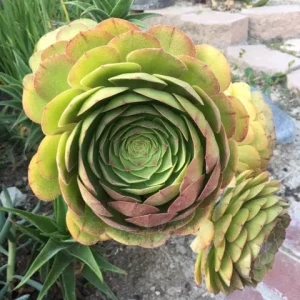 Green Aeonium Cuttings - Bulk Live Succulent Plants for Garden & Home - Image 6