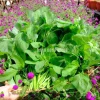 Green Amaranth Seeds - 7000 Seeds (20g) - Vietnamese Spinach for Planting - Image 1