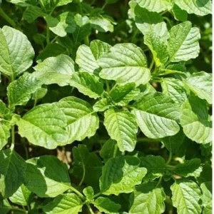 Green Amaranth Seeds - 7000 Seeds (20g) - Vietnamese Spinach for Planting - Image 3