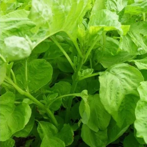 Green Amaranth Seeds - 7000 Seeds (20g) - Vietnamese Spinach for Planting - Image 4