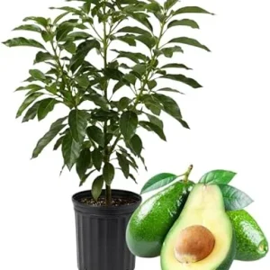 Green Avocado Tree Live Plant – 3 Feet Tall, 2 Years Old Seedling - Image 7