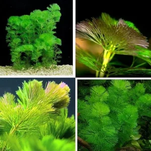 Green Cabomba Live Aquarium Plant, 21 Stems, 4-6 Inches Tall - Image 2