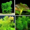 Green Cabomba Live Aquarium Plant, 21 Stems, 4-6 Inches Tall - Image 1