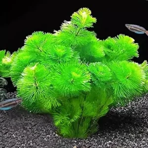 Green Cabomba Live Aquarium Plants - 14 Stems, 4-7 Inches Tall, Aquatic Freshwater - Image 4