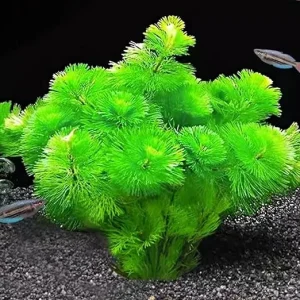 Green Cabomba Live Aquarium Plants - 14 Stems, 4-7 Inches Tall, Aquatic Freshwater - Image 7