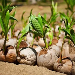 Green Coconut Tree Live Plant – Sprouted Seedling, 6-8 Inch Tall, Edible Fruit, Zones 10-11 - Image 2