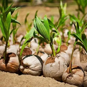 Green Coconut Tree Live Plant – Sprouted Seedling, 6-8 Inch Tall, Edible Fruit, Zones 10-11 - Image 1