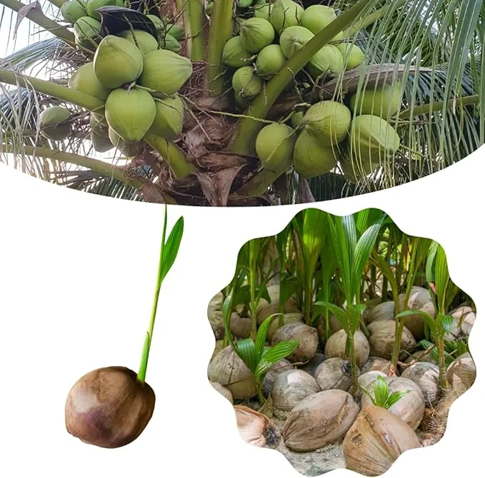 Green Coconut Tree Live Plant - Sprouted Tropical Fruit Tree, 6-8 Inch Tall, Outdoor - Image 4
