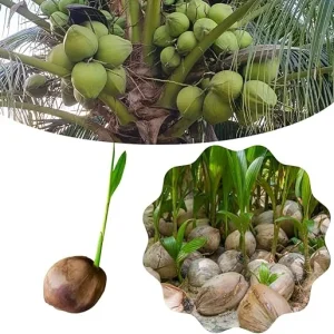 Green Coconut Tree Live Plant - Sprouted Tropical Fruit Tree, 6-8 Inch Tall, Outdoor - Image 5
