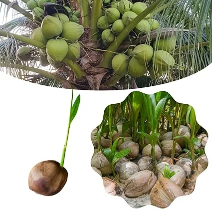 Green Coconut Tree Live Plant - Sprouted Tropical Fruit Tree, 6-8 Inch Tall, Outdoor - Image 6