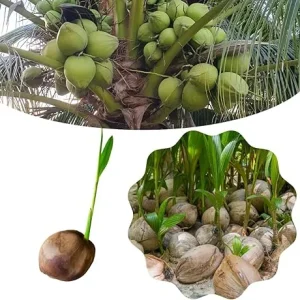 Green Coconut Tree Live Plant - Sprouted Tropical Fruit Tree, 6-8 Inch Tall, Outdoor - Image 7
