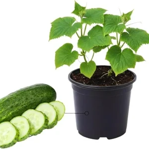 Green Cucumber Live Plants - 2 Pack, 5-9 Inches Tall, Fast Growing Vegetable for Outdoor Garden - Image 2