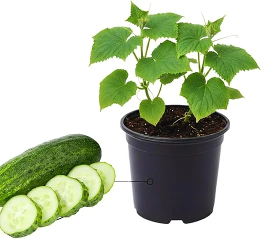 Green Cucumber Live Plants - 2 Pack, 5-9 Inches Tall, Fast Growing Vegetable for Outdoor Garden - Image 2