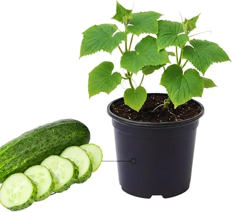 Green Cucumber Live Plants - 2 Pack, 5-9 Inches Tall, Fast Growing Vegetable for Outdoor Garden - Image 5