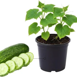 Green Cucumber Live Plants - 2 Pack, 5-9 Inches Tall, Fast Growing Vegetable for Outdoor Garden - Image 6