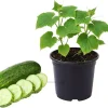 Green Cucumber Live Plants - 2 Pack, 5-9 Inches Tall, Fast Growing Vegetable for Outdoor Garden - Image 1