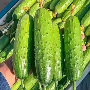Green Cucumber Live Plants - 2 Pack, 5-9'' Tall, Fast Growing Outdoor Vegetable Garden - Image 7