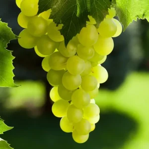 Green Grape Vine Live Plant, 1-2 Year Old, Sweet Fruit, Bare Root - Image 1