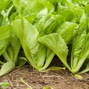 Green Leaf Mustard Seeds - 2000 Seeds for Planting Asian Greens - Image 6