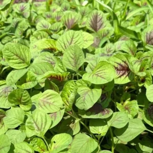 Green Red Amaranth Seeds - 7000 Vietnamese Planting Seeds, Edible Greens - Image 3