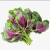Green Red Amaranth Seeds - 7000 Vietnamese Planting Seeds, Edible Greens - Image 1