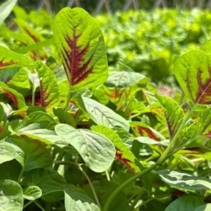 Green Red Amaranth Seeds - 7000 Vietnamese Planting Seeds, Edible Greens - Image 4