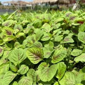 Green Red Amaranth Seeds - 7000 Vietnamese Planting Seeds, Edible Greens - Image 5