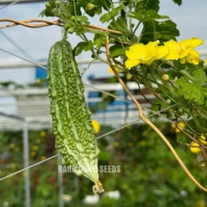 Green Skin Bitter Gourd Seeds - 10 Seeds - Bitter Melon for Planting - Image 3