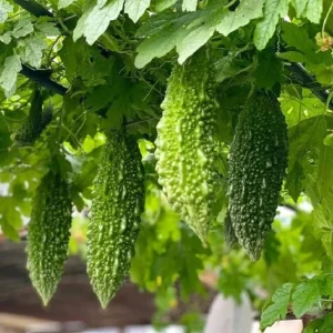 Green Skin Bitter Gourd Seeds - 10 Seeds - Bitter Melon for Planting - Image 4