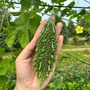 Green Skin Bitter Gourd Seeds - 10 Seeds - Bitter Melon for Planting - Image 5