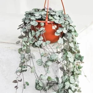 Green String of Hearts Live Plant - Trailing Succulent - 4 Inch Pot - Indoor - Image 3