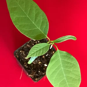 Green Sugar Apple Sweetsop Live Plant - Annona Squamosa Tropical Tree Starter, 4-7 inch tall, 2.5 inch pot - Image 4