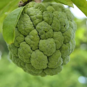 Green Sugar Apple Sweetsop Live Plant - Annona Squamosa Tropical Tree Starter, 4-7 inch tall, 2.5 inch pot - Image 8